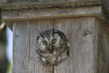 Tengmalm's Owl 